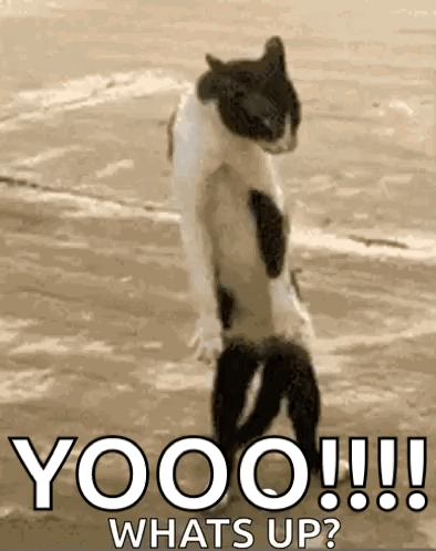 Black And White Cat Standing On Beach Saying Yooo GIF