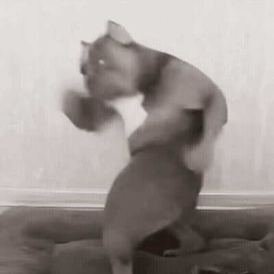 Black And White Cat Standing On Box GIF