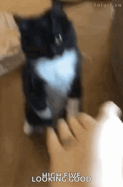 Black And White Cat Standing On Foot GIF