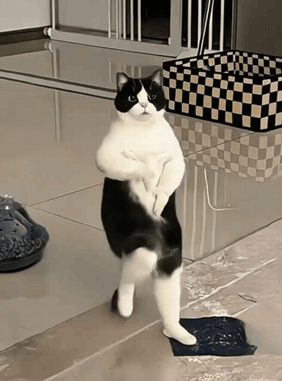 Black And White Cat Standing On Hind Legs GIF