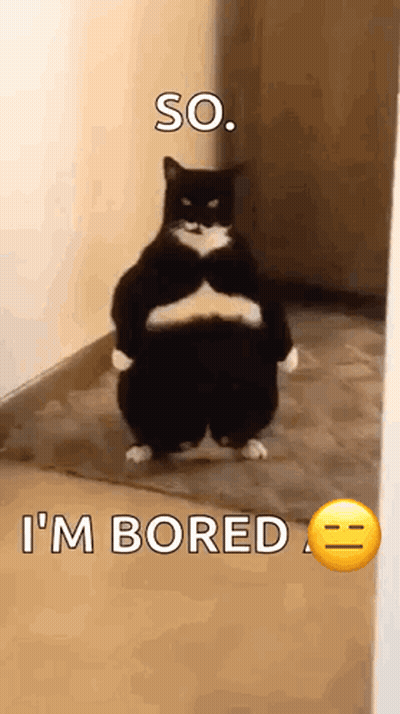 Black And White Cat Standing On Hind Legs GIF