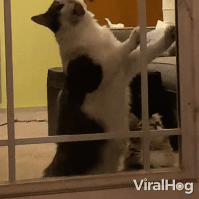 Black And White Cat Standing On Hind Legs In Living Room GIF