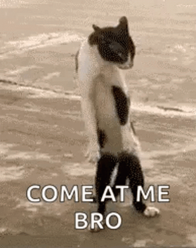 Black And White Cat Standing On Hind Legs On Beach GIF