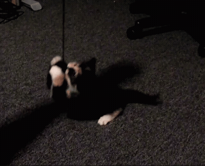Black And White Cat Standing On Hind Legs On Carpet GIF