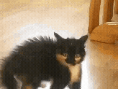 Black And White Cat Standing On Wooden Floor GIF
