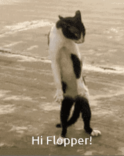 Black And White Cat Standing Saying Hi Flopper GIF