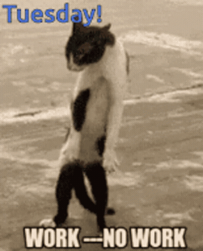 Black And White Cat Standing Saying Work = No Work GIF