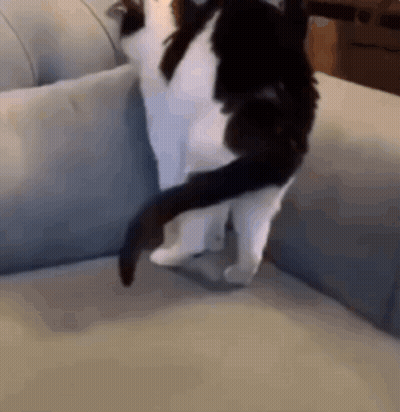 Black And White Cat Standing With Crossed Legs GIF