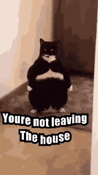 Black And White Cat Standing With Youre Not Leaving The House GIF
