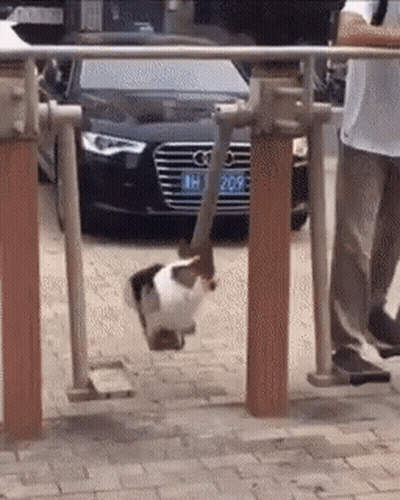 Black And White Cat Swinging On Swing With HH 209 License Plate GIF