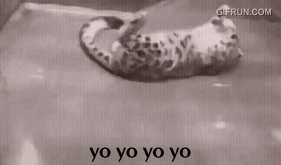 Black And White Cat Tail Saying Yo Yo Yo Yo GIF
