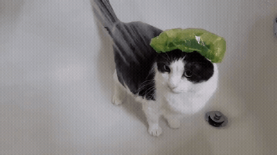 Black And White Cat Taking Bath With Green Shower Cap GIF