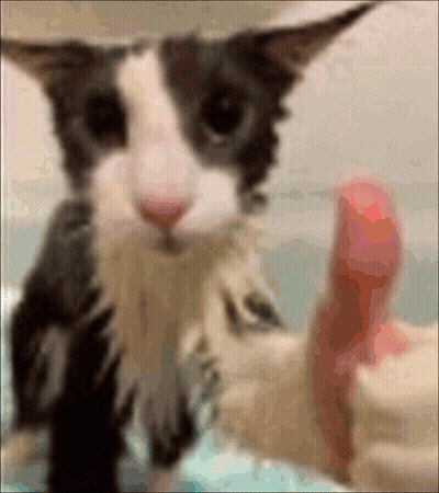 Black And White Cat Thumbs Up In Bathtub GIF