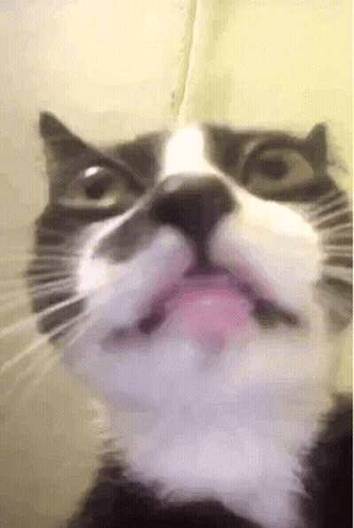 Black and White Cat Tongue Out