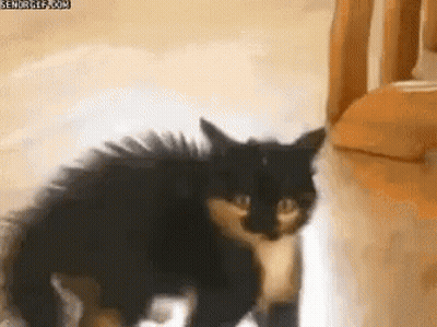 Black And White Cat Walking GIF