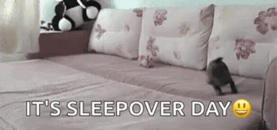 Black And White Cat Walking By Car GIF