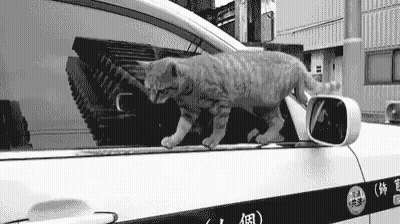 Black And White Cat Walking By Car GIF