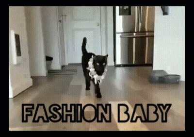 Black And White Cat Walking On Wood Floor Fashion Baby GIF