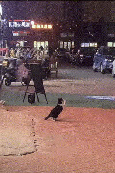 Black And White Cat Walking Past Building Saying A GIF
