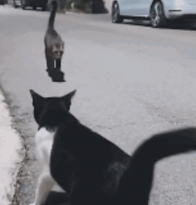 Black And White Cat Walking GIF