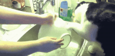 Black And White Cat Watching Dishwashing GIF