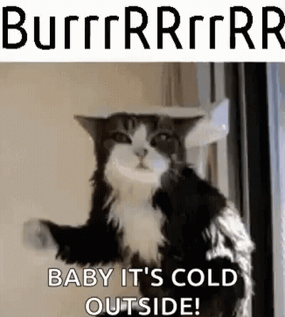 Black And White Cat Wearing Box On Head GIF