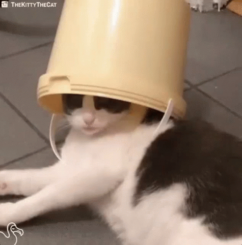 Black And White Cat Wearing Bucket On Head GIF