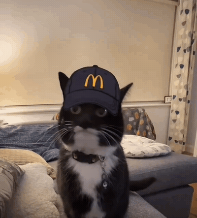 Black And White Cat Wearing McDonald's Cap GIF