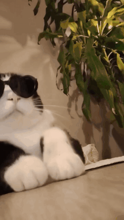 Black And White Cat Wearing Sunglasses Laying On Couch GIF
