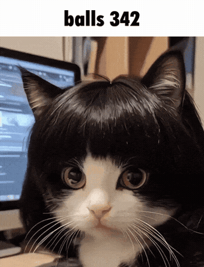 Black And White Cat Wearing Wig Balls 342 GIF