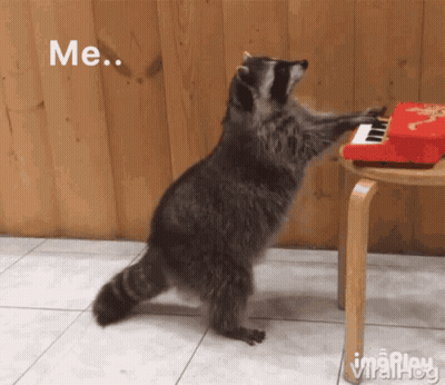 Black And White Cat Winking GIF
