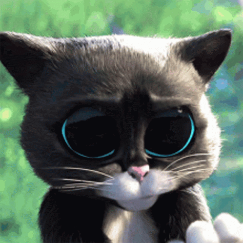Black And White Cat With Big Blue Eyes GIF