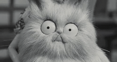 Black And White Cat With Big Eyes GIF