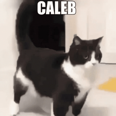 Black And White Cat With Caleb GIF
