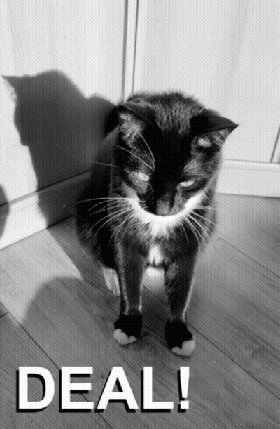 Black And White Cat With Deal GIF