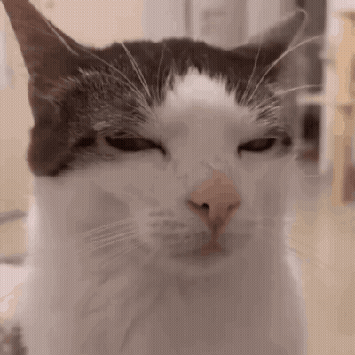 Black And White Cat With Eyes Closed GIF