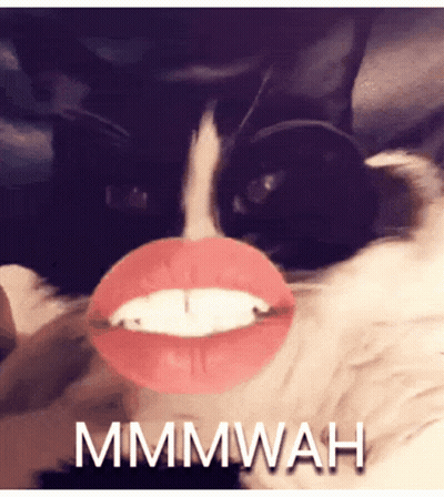 Black And White Cat With Fake Mouth Saying Mmmwah GIF