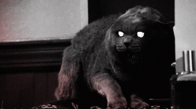 Black And White Cat With Glowing Eyes GIF