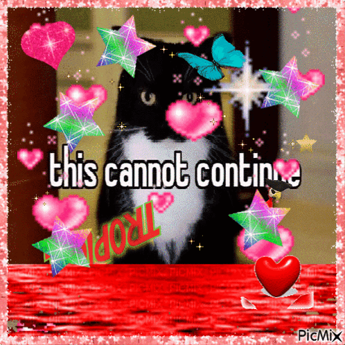Black And White Cat With Hearts And Stars This Cannot Continue GIF