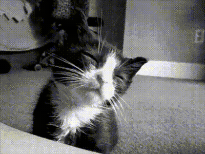 Black And White Cat With Letter B GIF