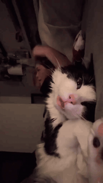 Black And White Cat With Pink Nose Laying Down GIF