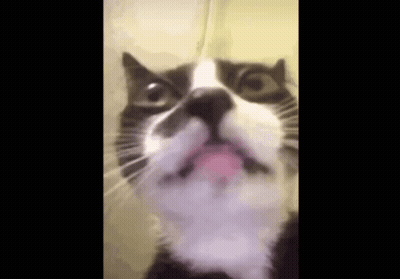 Black And White Cat With Tongue Hanging Out GIF