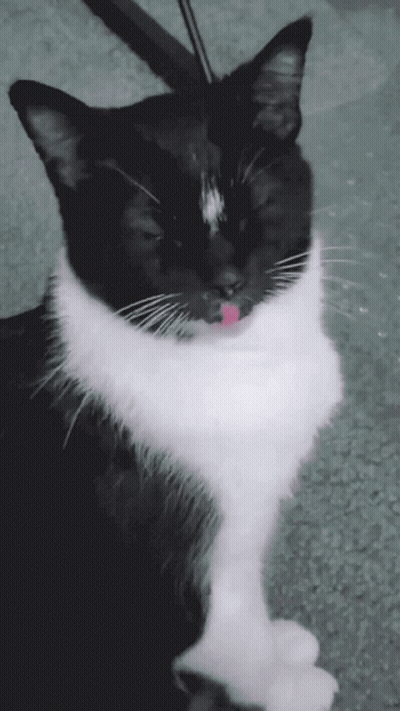 Black And White Cat With Tongue Hanging Out GIF