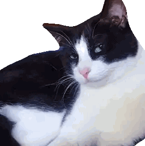 Black And White Cat With White Nose Sticker