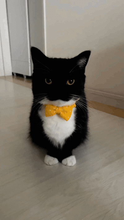 Black And White Cat With Yellow Bow Tie GIF