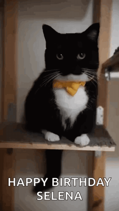 Black And White Cat With Yellow Bow Tie On Cat Tree GIF