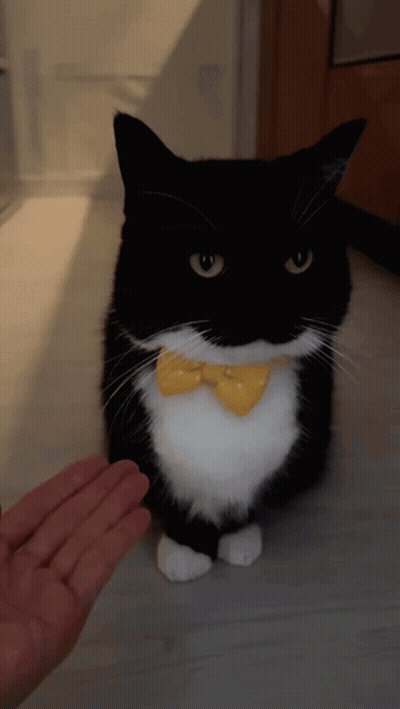 Black And White Cat With Yellow Bow Tie Petted GIF