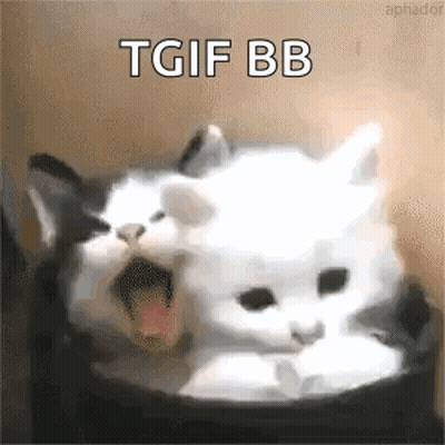 Black And White Cat Yawning With TGIF BB GIF