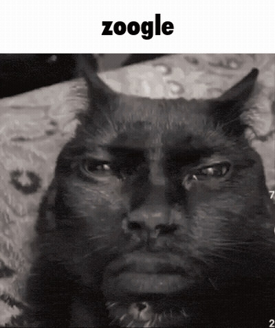 Black And White Cat Zoogle GIF