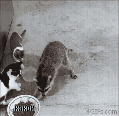 Black And White Cats And Raccoon Какой GIF